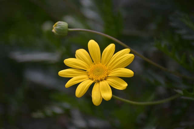 Free Garden Landscape Daisy Flower photo and picture