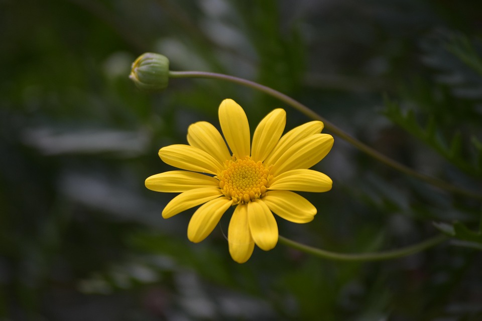 Taman Landscape Bunga Daisy Foto Gratis Di Pixabay