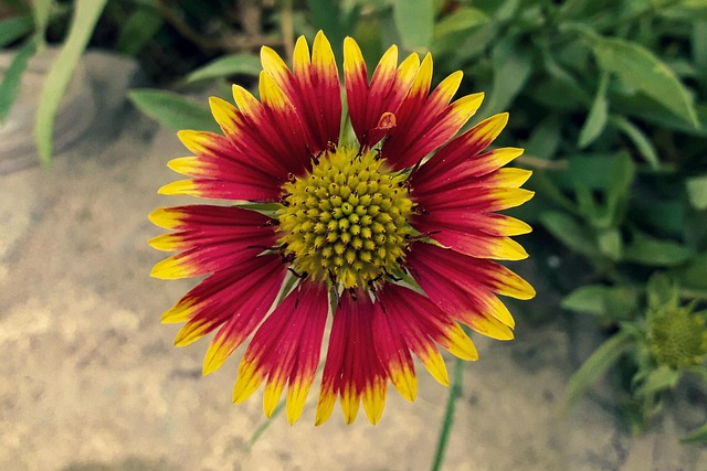 Free Flower Bloom photo and picture