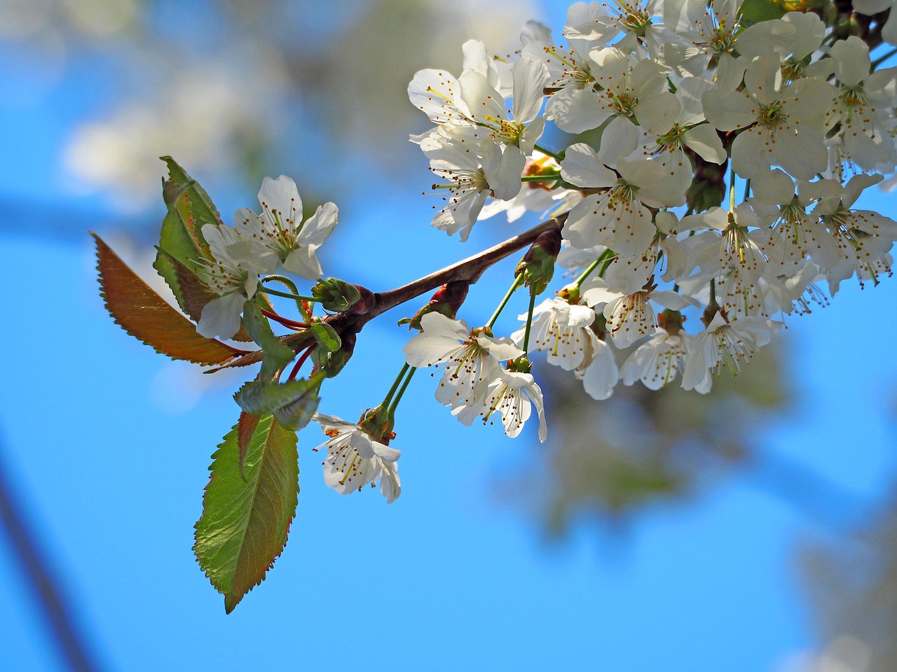 Fleurs De Cerisier Ciel Bleu Photo Gratuite Sur Pixabay Pixabay fleurs-de-cerisier-ciel-bleu-photo-gratuite-sur-pixabay-pixabay