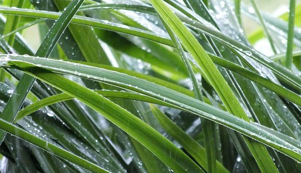 Regen, Es Regnet, Tropfen, Nass, Pflanze