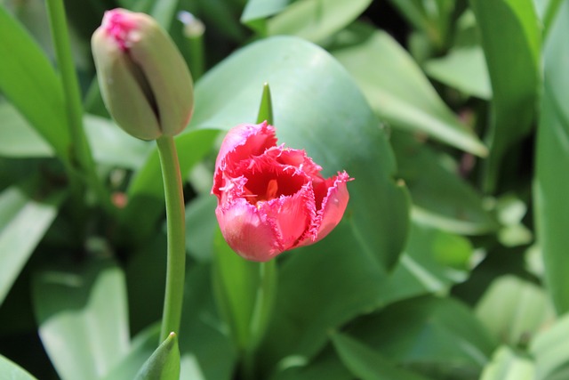 Free Tulip Netherlands photo and picture