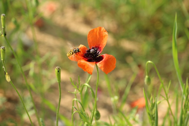 Poppy Insect Poppy Meadow Insect - Free photo on Pixabay