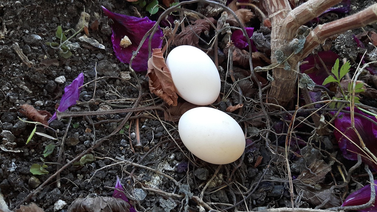 Dove Egg Free photo on Pixabay Pixabay