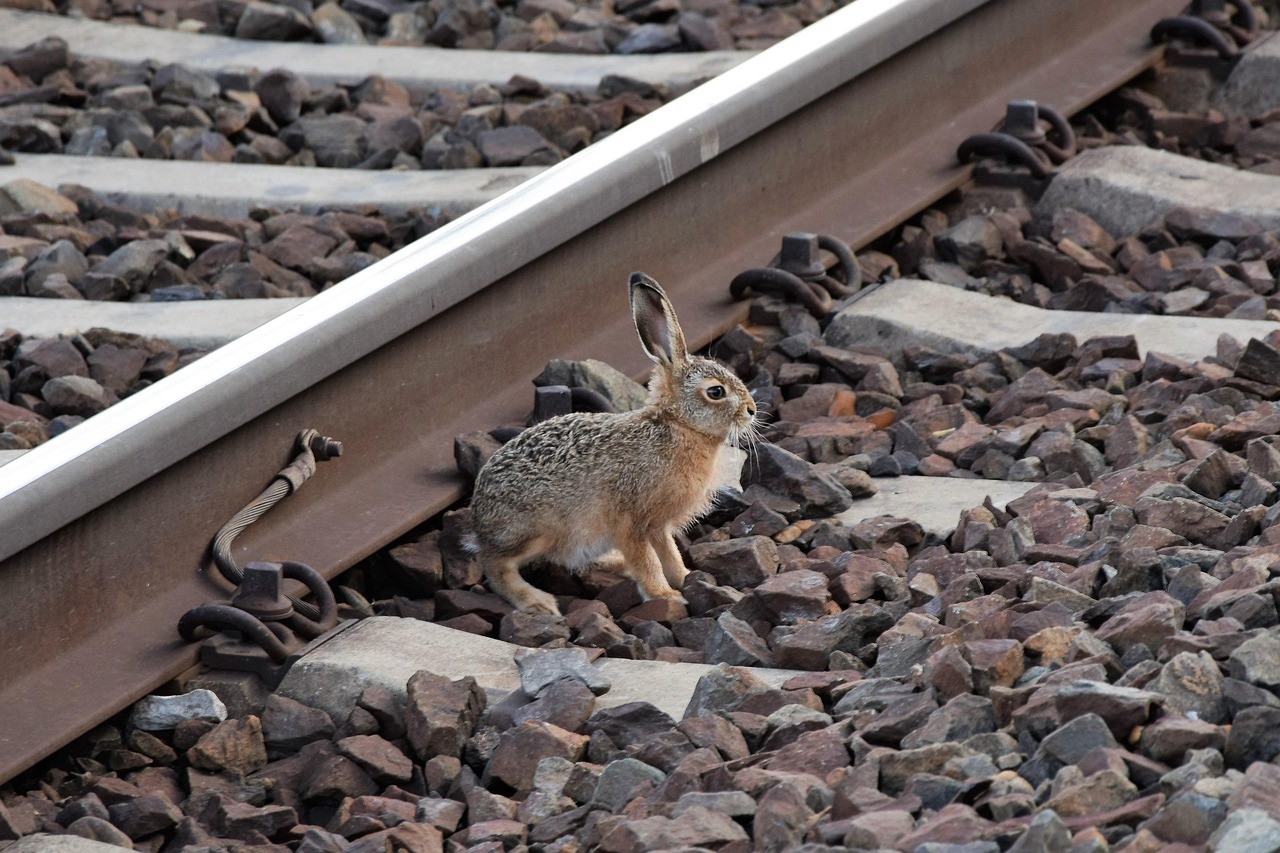 Nps Rabbit Young Wild Rabbit Near Railway - Free photo on Pixabay - Pixabay