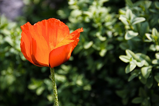 Free Poppy Red photo and picture