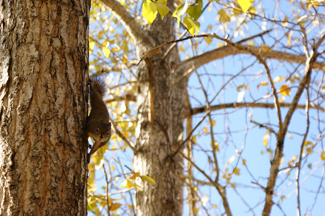 Tree Squali Tree Squirrel Wildlife - Free photo on Pixabay - Pixabay