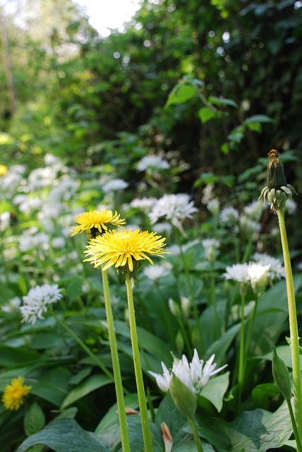 Free Dandelion Nature photo and picture