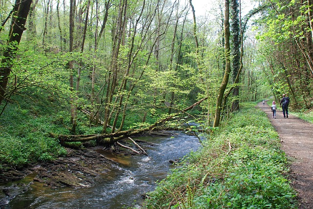 Free Woodland Trees photo and picture