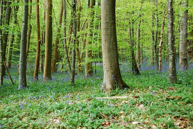 Free Bluebells Beach photo and picture
