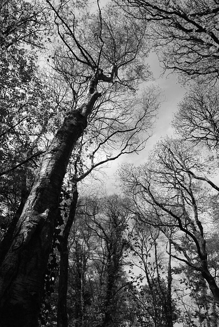 Free Tree Canopy photo and picture