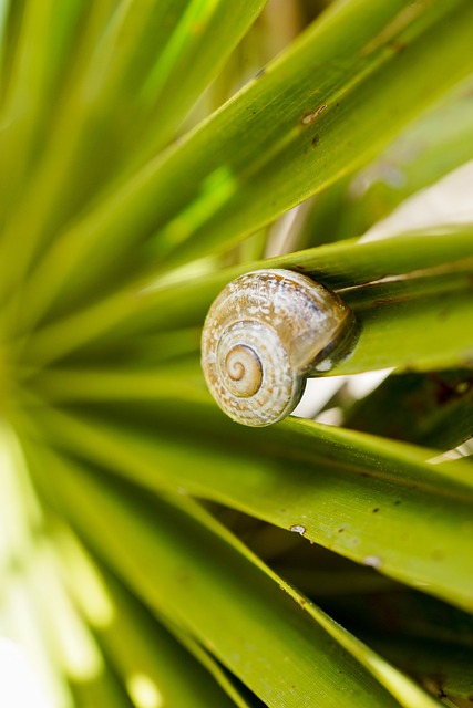 Schnecke, Blatt, Grün, Natur