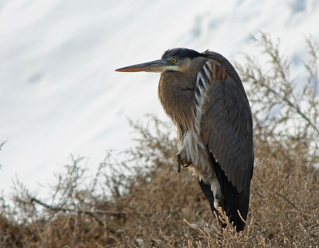 Free Bird Crane photo and picture