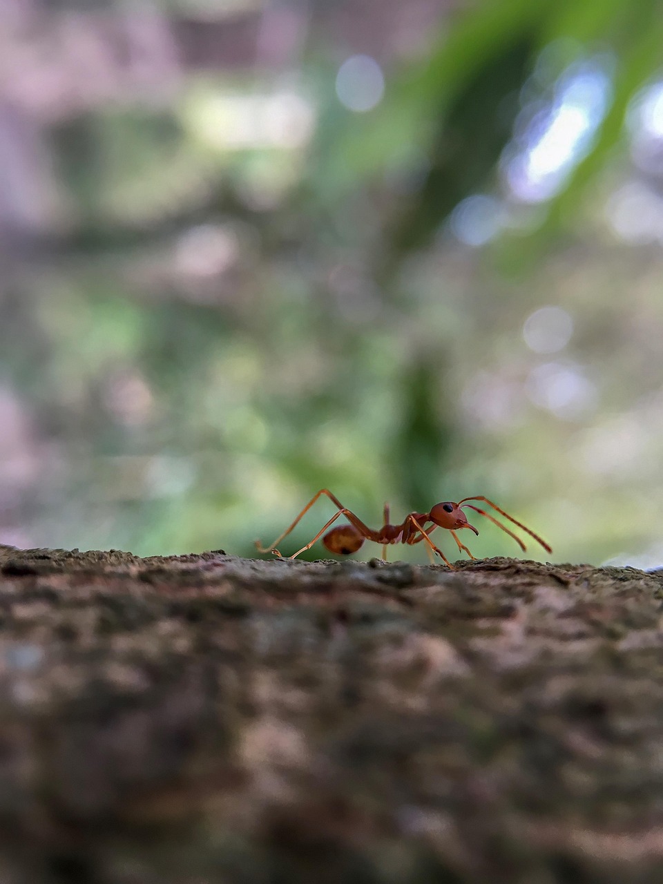 Formiga Animal Árvore - Foto gratuita no Pixabay