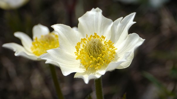 Free Anemone Alpina Beautiful Flowers photo and picture