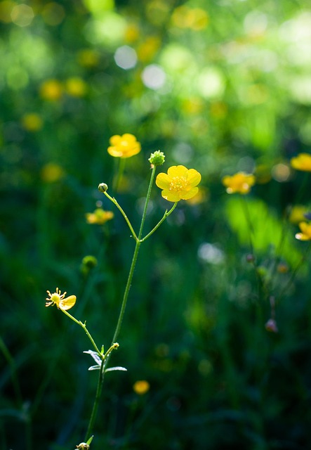 Free Flower Beautiful Flowers photo and picture