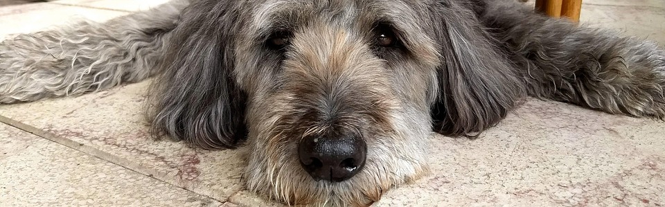 犬 疲れた 犬の疲れを Pixabayの無料写真