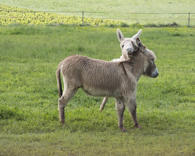 Free Donkey White Ass photo and picture