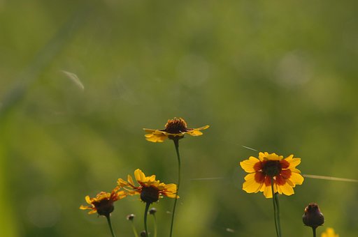 超过 张关于 寄生花 和 花 的免费图片 Pixabay