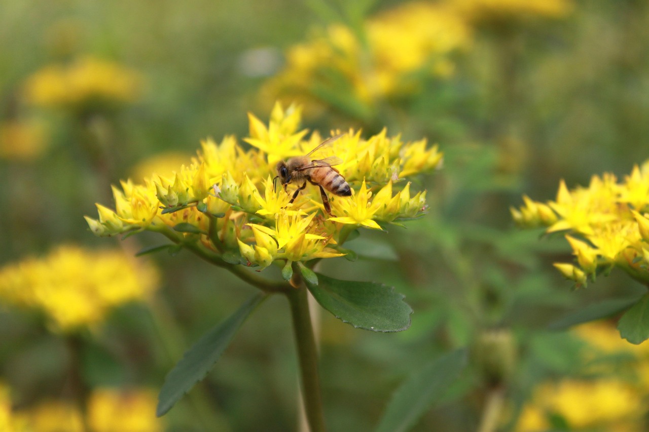 Flower Bee Yellow - Free photo on Pixabay - Pixabay