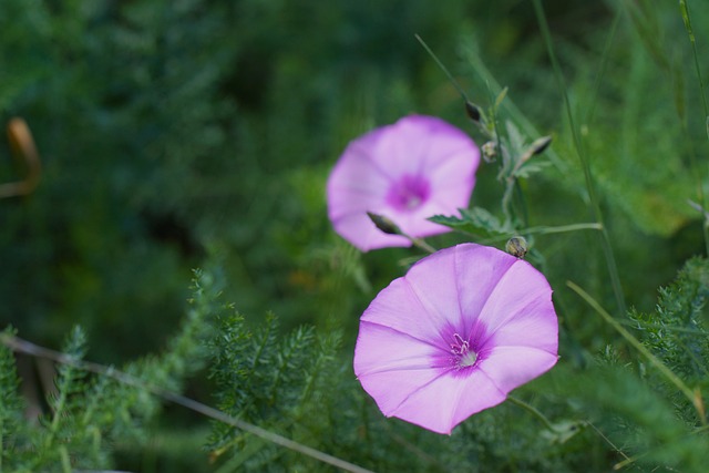Blume, Makro, Blüte, Nahaufnahme