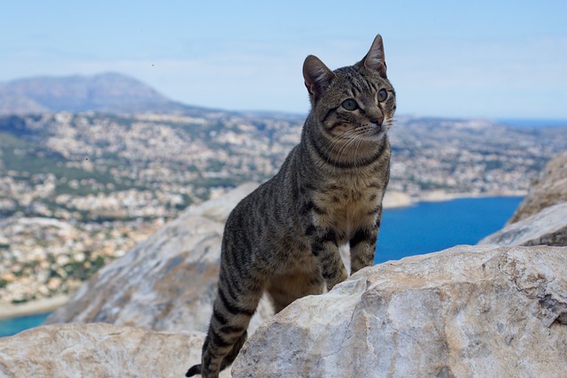 Katze, Meer, Tier, Mieze, Kater, Berg
