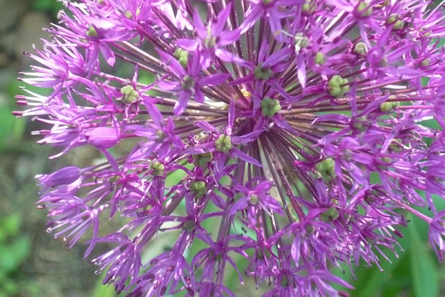 Free Leek Flower photo and picture