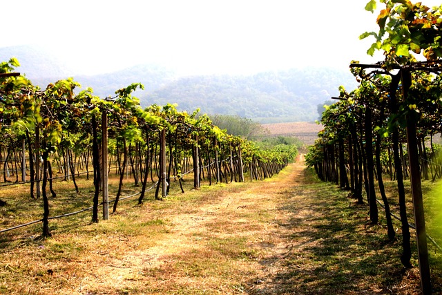 Free Vineyard Agriculture photo and picture