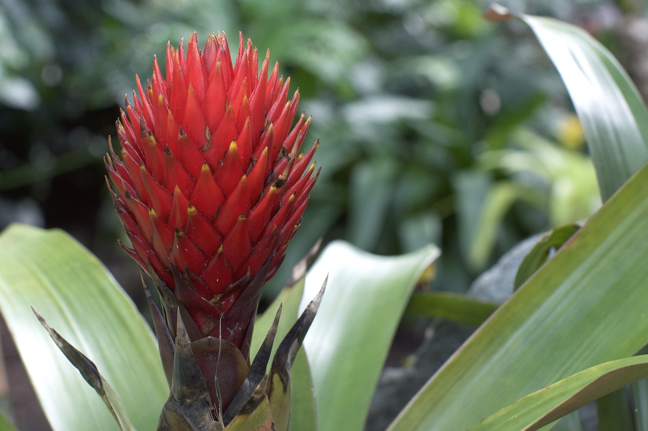 red-3400955_1280.jpg
