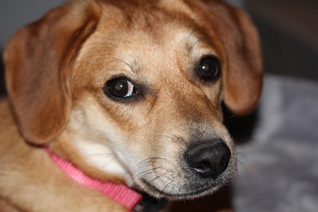 Free Dog Cute photo and picture