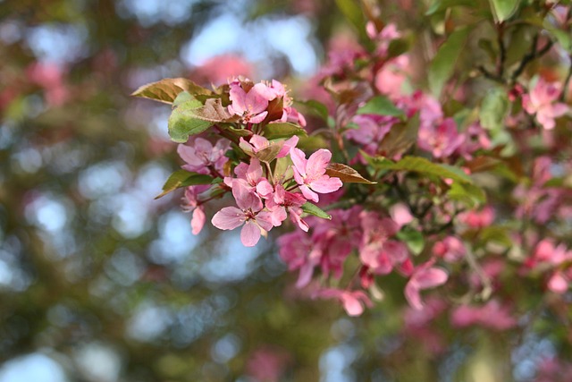 Free Flowers Pretty photo and picture