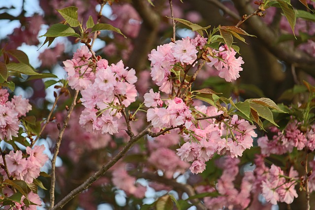 Free Flowers Pretty photo and picture