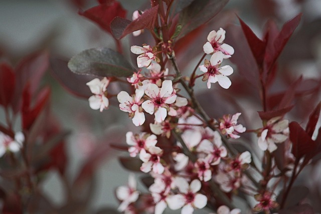 Free Flowers Pretty photo and picture