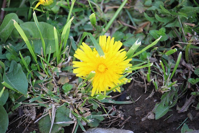 Free Flowers Pretty photo and picture