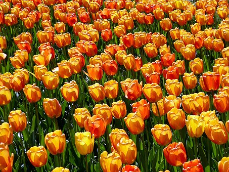 Tulpe, Blume, Frühling, Orange, Gelb
