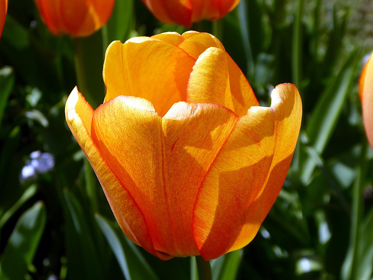 Tulip Flower Petal Free photo on Pixabay Pixabay