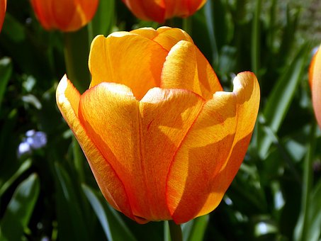 Tulpe, Blume, Blütenblatt, Orange
