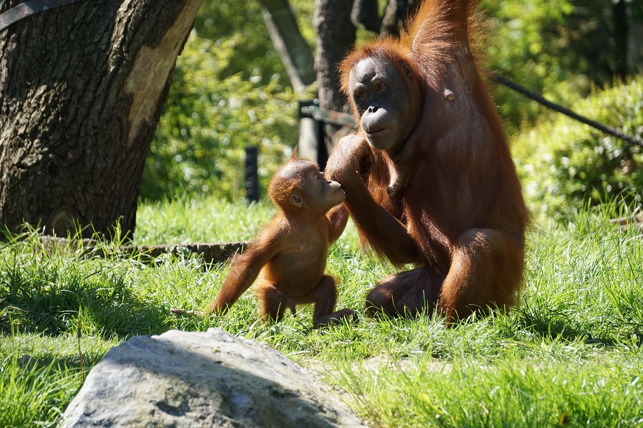 Chimpanzees - free online jigsaw puzzle photo