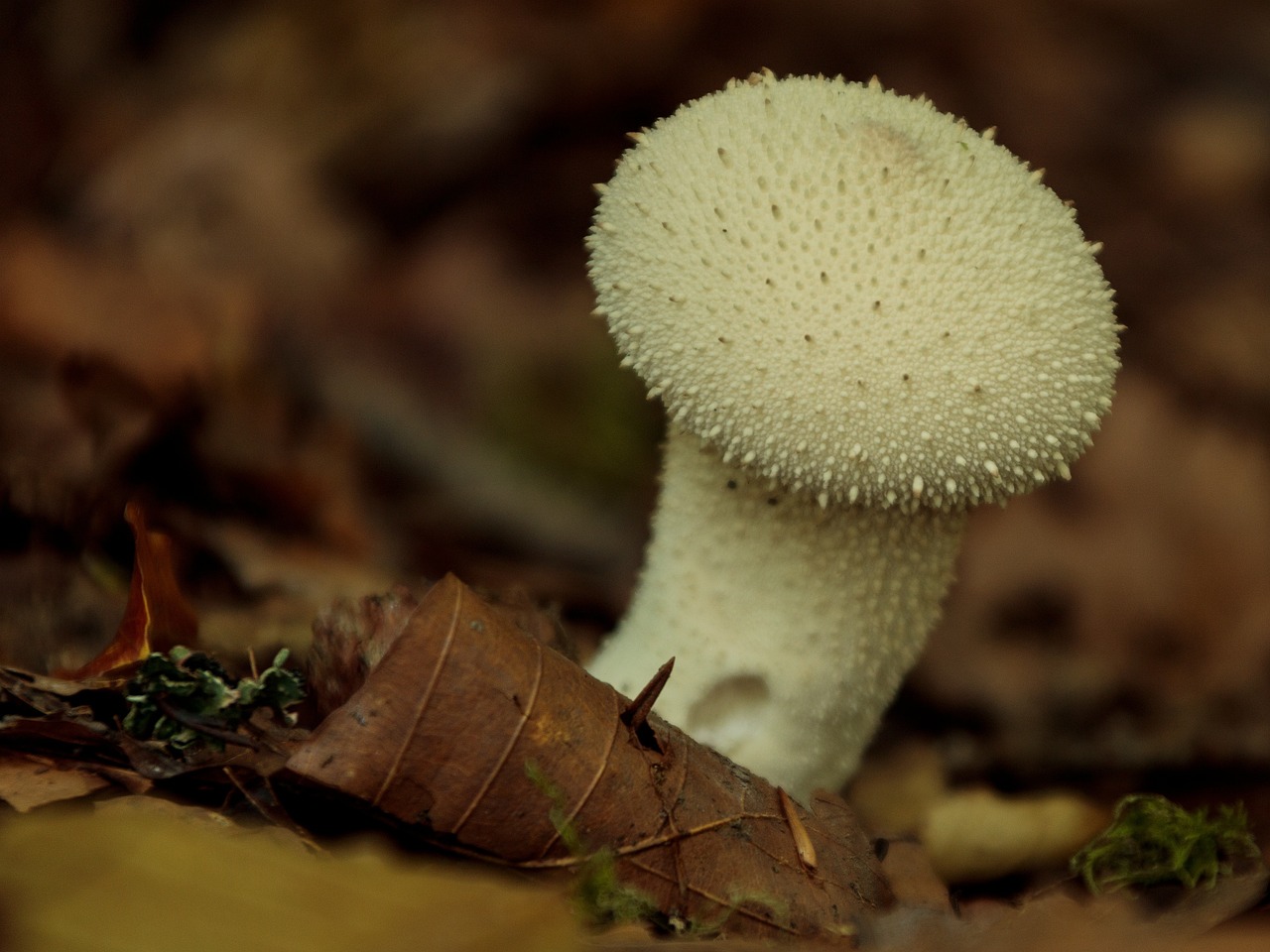 Sopp R yksopp Skog Gratis Foto P Pixabay Pixabay Sopp R yksopp Skog Gratis Foto P Pixabay Pixabay
