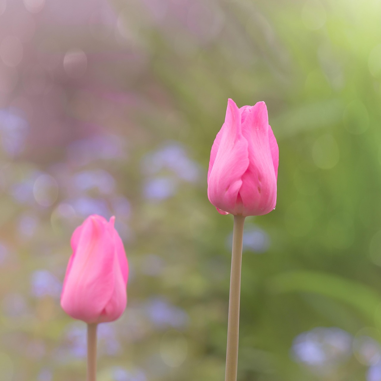 40,000+ Free Light Pink Tulip & Nature Images - Pixabay