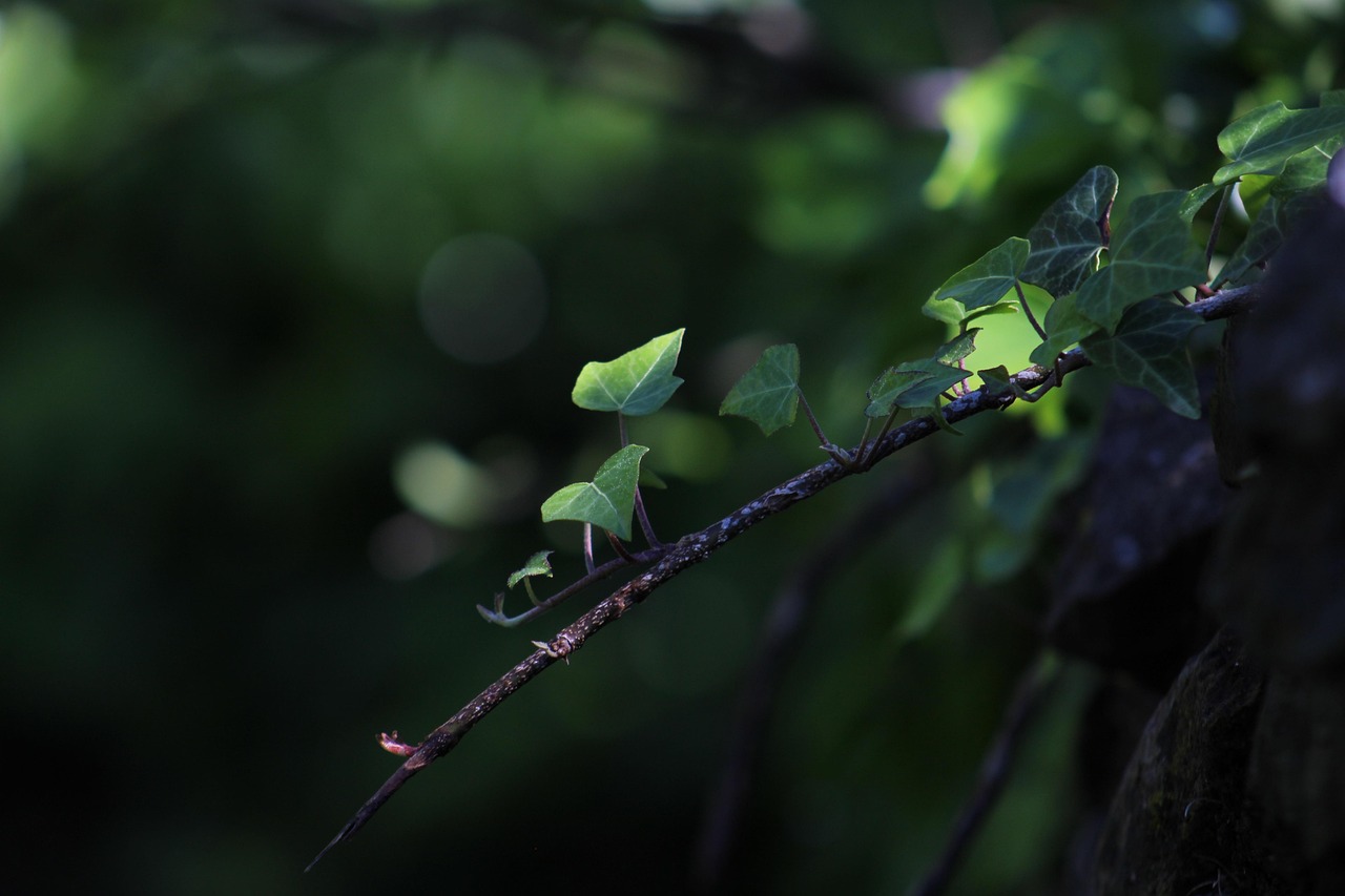 hedera helix standort Efeu main image 1