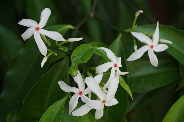 Free Flower Plant photo and picture