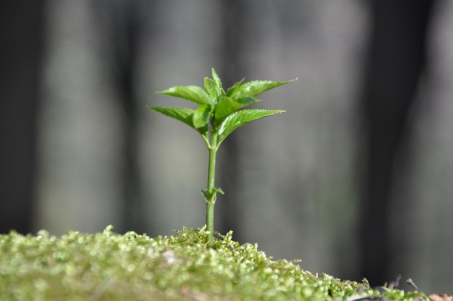 Free Moss Little Plants photo and picture