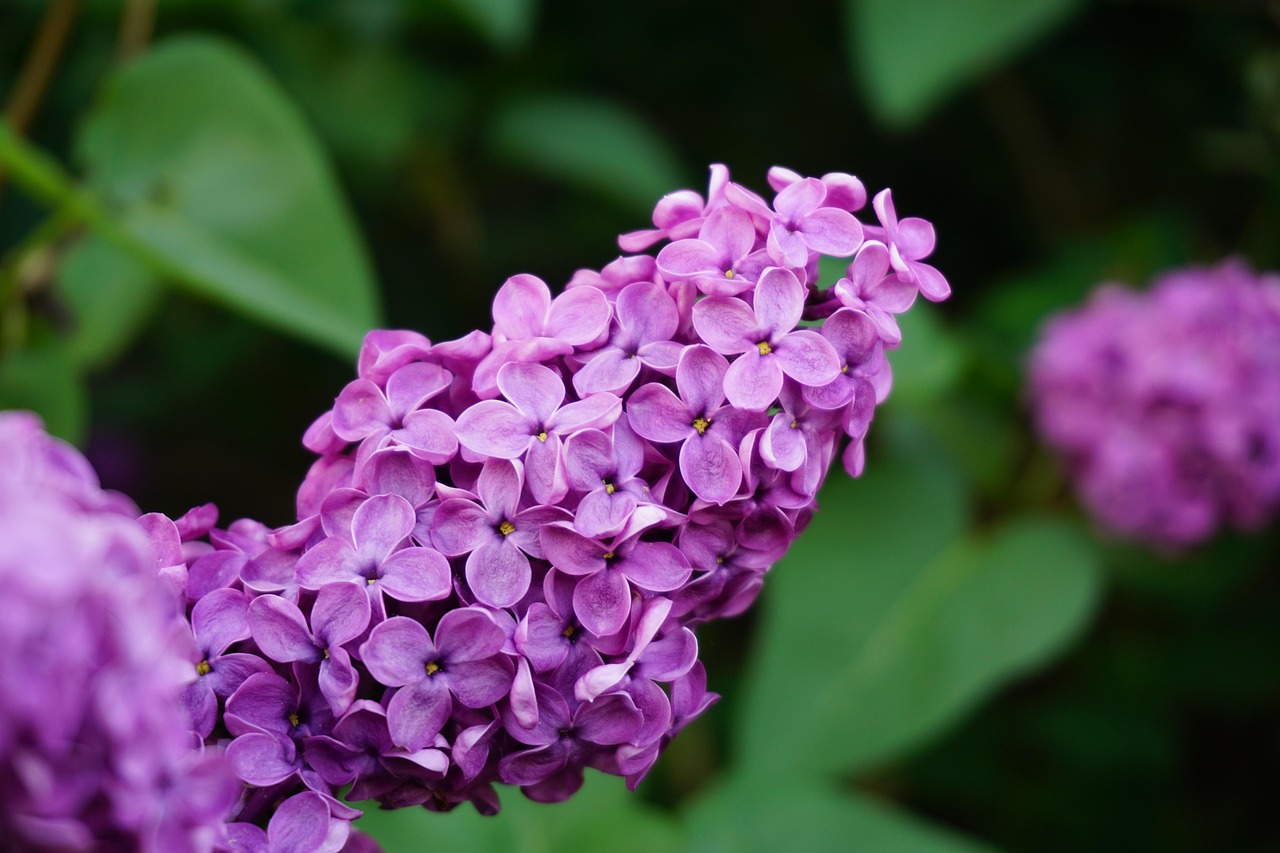 Lilac Blossom Purple Spring Free photo on Pixabay Pixabay