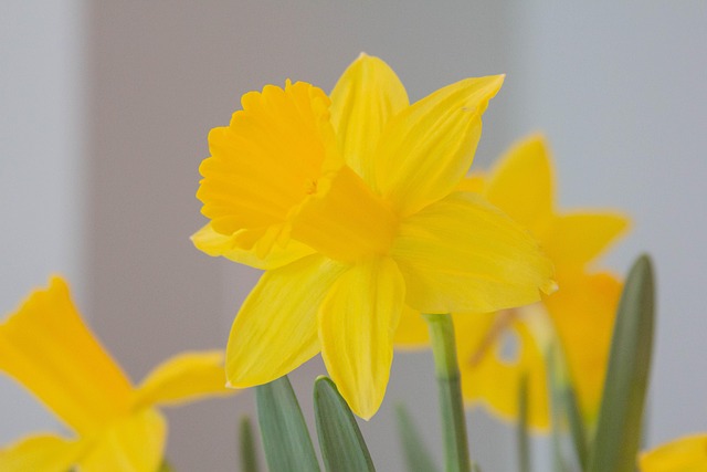 Blumen, Natur, Narzissen, Bunt, Pflanze