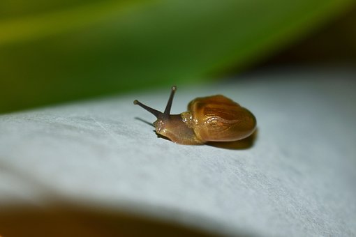 Schnecke, Brown Snail, Outdoor, Sommer