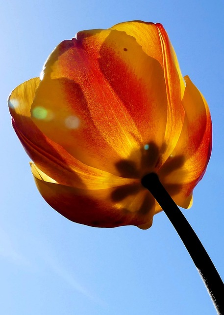 Blume, Blumentapete, Natur, Tulpe