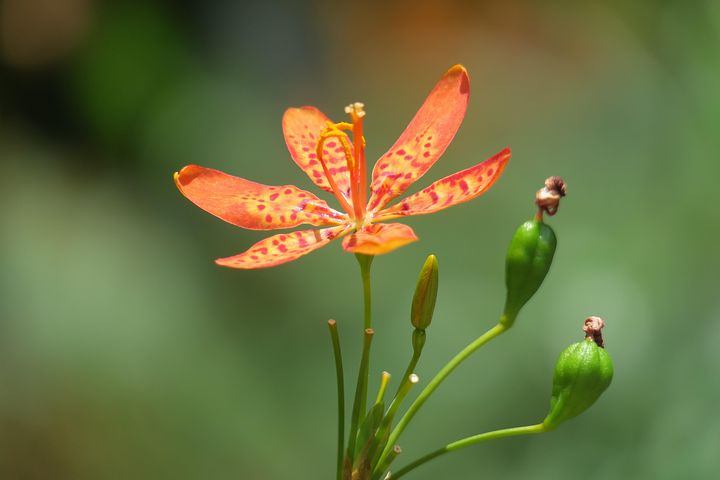 超过7 张关于 射干 和 美麗 的免费图片 Pixabay