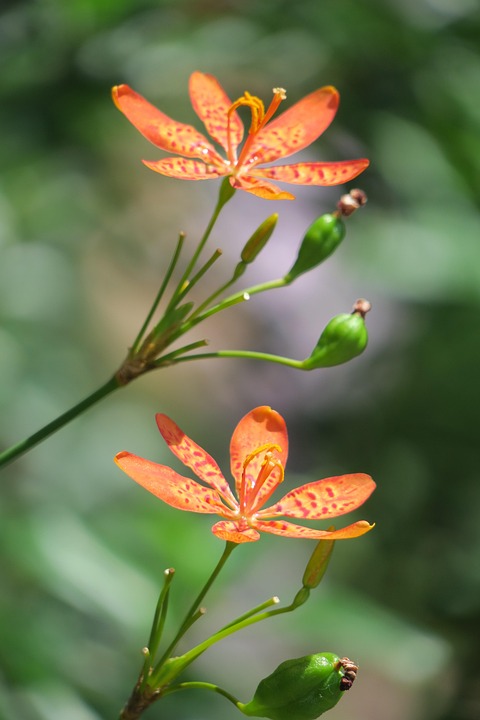 射干花植物 Pixabay上的免费照片