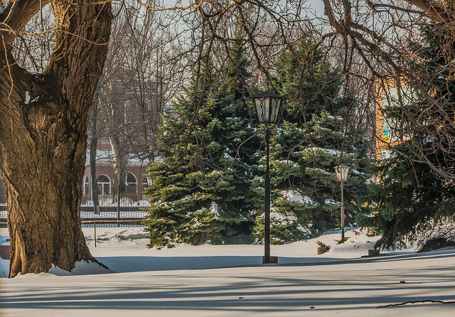 Free The Park Winter photo and picture